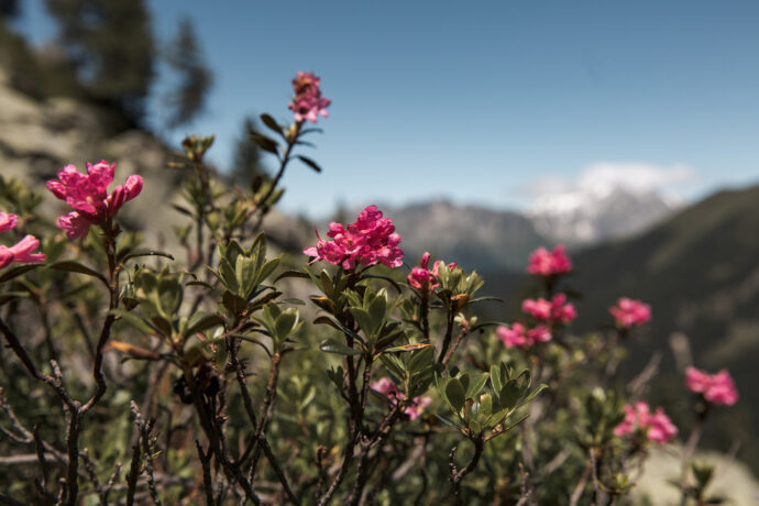 alpenhigh-7182-web©carolinerenzler