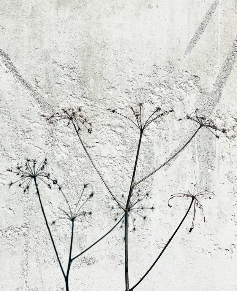 060-6851-apicaday-web