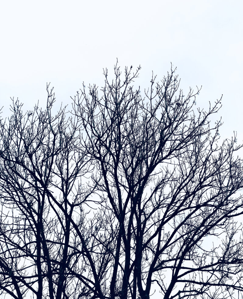 086-7466-apicaday-web