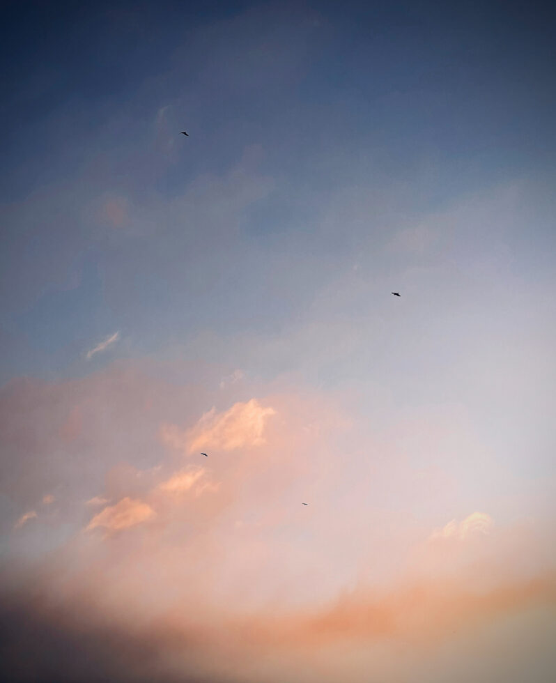 114-8108-apicaday-web